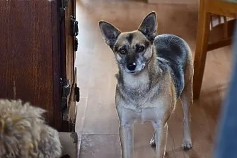 Kochana, domowa Blanka do adopcji,  mazowieckie Wa