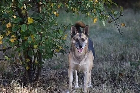 Kochana, domowa Blanka do adopcji,  mazowieckie Wa