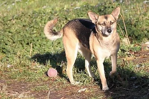 Kochana, domowa Blanka do adopcji,  mazowieckie Wa