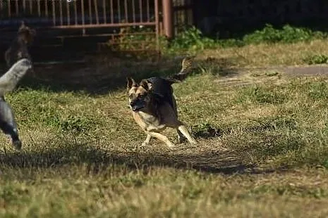 Kochana, domowa Blanka do adopcji,  mazowieckie Wa