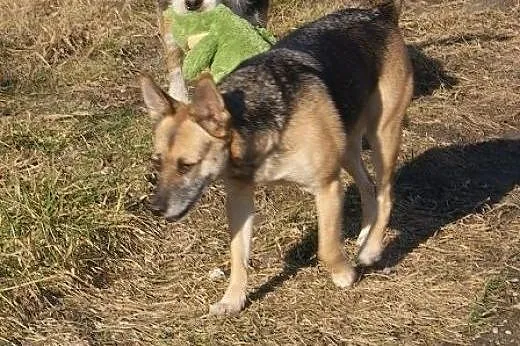 Kochana, domowa Blanka do adopcji,  mazowieckie Wa