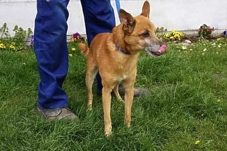 Dizel - złoty starszy pies poleca się do adopcji,  śląskie Katowice