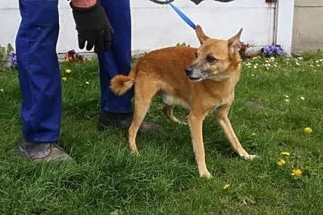 Dizel - złoty starszy pies poleca się do adopcji, 