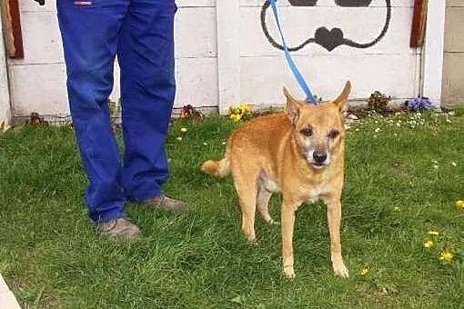 Dizel - złoty starszy pies poleca się do adopcji, 