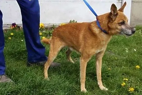 Dizel - złoty starszy pies poleca się do adopcji, 
