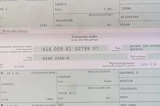 Młody, przyszłościowy koń - Walles CW, , 