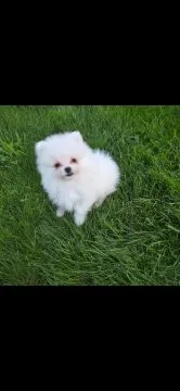 szczeniaki Szpic miniaturowy pomeranian fci zkwp!!!!!!!!!!!