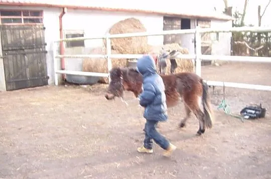 Kucka klaczka kucyk 2lata szetland