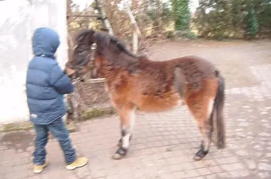 Kucka klaczka kucyk 2lata szetland