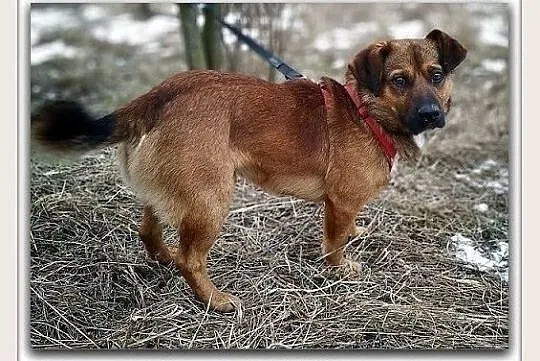 10 kg,1,5 roku,wesoły,towarzyski,łagodny,szczepiony piesek DOMINIK.Adopcja