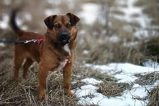 10 kg,1,5 roku,wesoły,towarzyski,łagodny,szczepiony piesek DOMINIK.Adopcja, Łódzkie, Łódź
