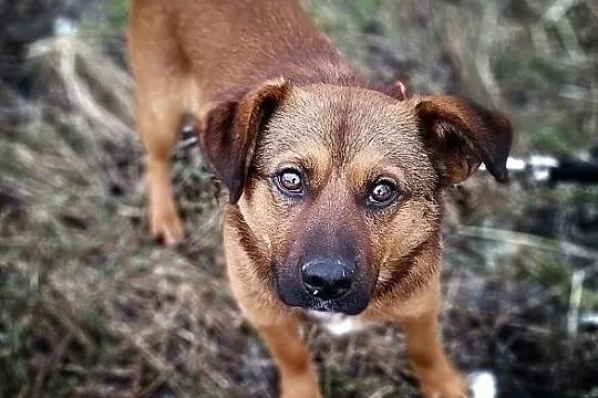10 kg,1,5 roku,wesoły,towarzyski,łagodny,szczepiony piesek DOMINIK.Adopcja, Łódzkie, Łódź