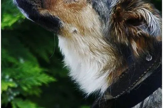 Sówka - milutka i przytulaśna sunia szuka opiekuna