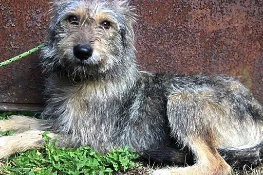 Młody, łagodny Kostek - porzucony psiak szuka domu