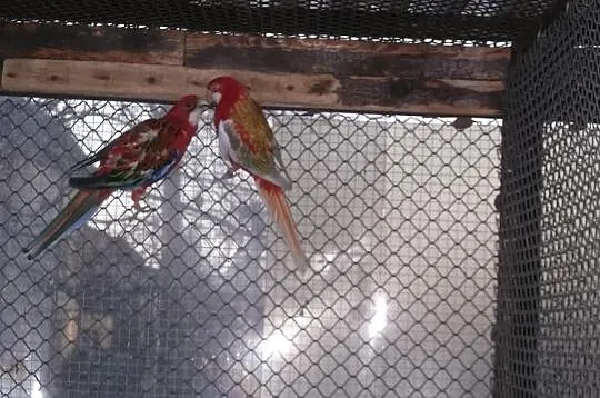 Świergotki Orange - samica opal szczepiona,samiec 