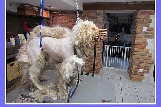 Uratowany kudłacz,młody 1,5 roczny,łagodny pies FR