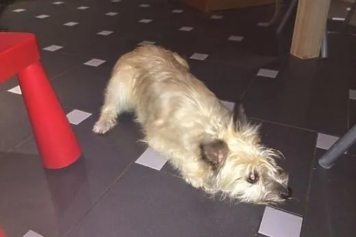 Mała suczka Miłka szuka domu,  mazowieckie Warszaw