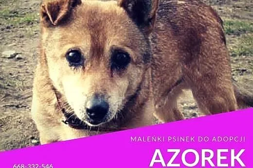 Azorek - maleńki, przekochany, prześliczny kundele