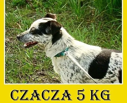 5kg,mała,młoda,łagodna,wesoła suczka CZACZA.Adopcj