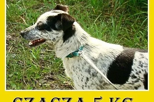 5kg,mała,młoda,łagodna,wesoła suczka CZACZA.Adopcj