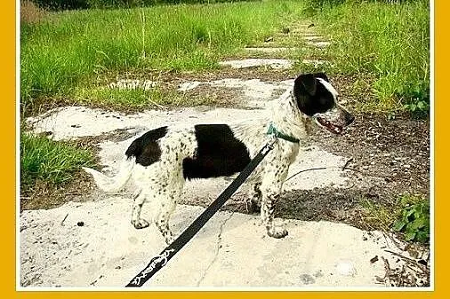 5kg,mała,młoda,łagodna,wesoła suczka CZACZA.Adopcj