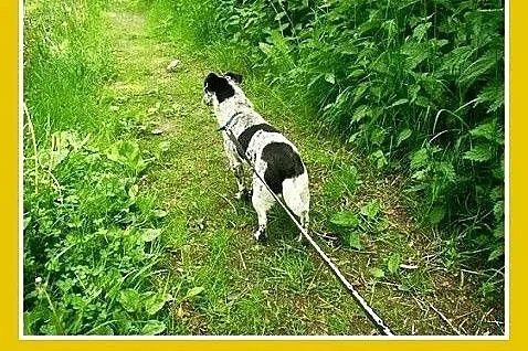 5kg,mała,młoda,łagodna,wesoła suczka CZACZA.Adopcj