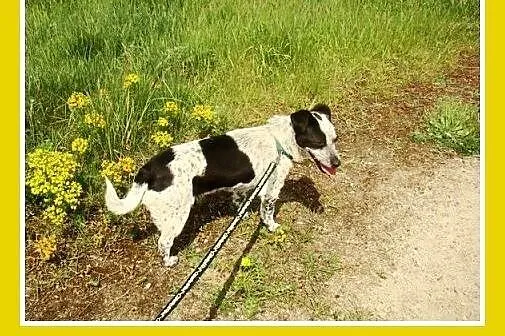 5kg,mała,młoda,łagodna,wesoła suczka CZACZA.Adopcj