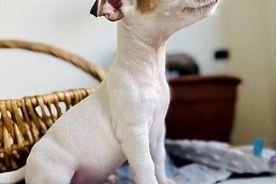 Urocza sunia Jack Russell Terrier / Rodowód