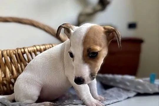 Urocza sunia Jack Russell Terrier / Rodowód, Wielkopolskie, Poznań