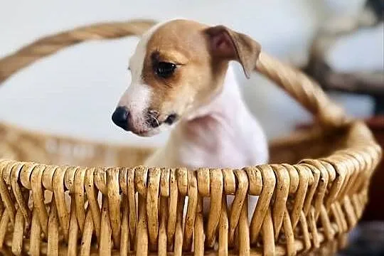 Urocza sunia Jack Russell Terrier / Rodowód, Wielkopolskie, Poznań
