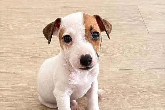 Urocza sunia Jack Russell Terrier / Rodowód, Wielkopolskie, Poznań