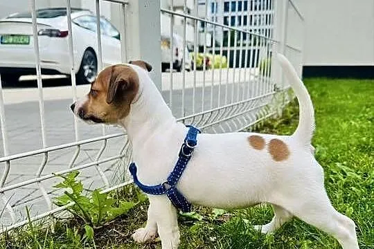 Urocza sunia Jack Russell Terrier / Rodowód, Wielkopolskie, Poznań