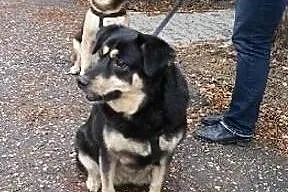 POMOCY ich Pani umarła! Orion i Nuka PILNIE szukaj