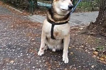 POMOCY ich Pani umarła! Orion i Nuka PILNIE szukaj