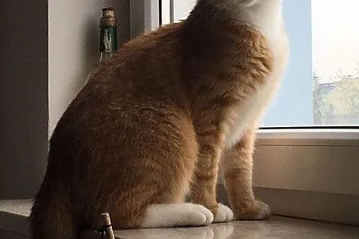 Kocurek Simba młody nieśmiały rudasek szuka kochaj