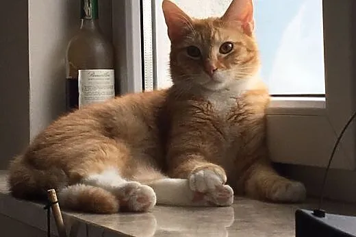 Kocurek Simba młody nieśmiały rudasek szuka kochaj