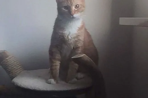 Kocurek Simba młody nieśmiały rudasek szuka kochaj