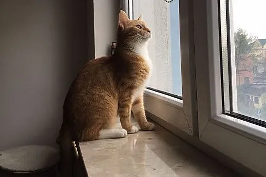 Kocurek Simba młody nieśmiały rudasek szuka kochaj