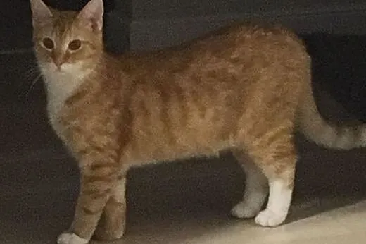 Kocurek Simba młody nieśmiały rudasek szuka kochaj