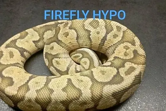 Pytony królewskie dorosłe
