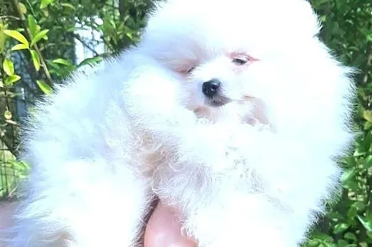 Szpic miniaturowy Pomeranian chlopak