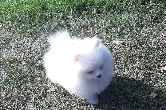 Szpic miniaturowy Pomeranian chlopak, Łódzkie, Pabianice