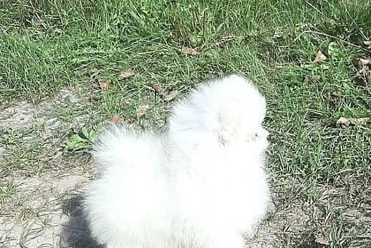Szpic miniaturowy Pomeranian chlopak, Łódzkie, Pabianice
