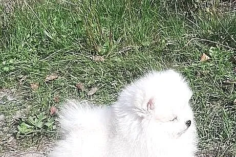 Szpic miniaturowy Pomeranian chlopak, Łódzkie, Pabianice