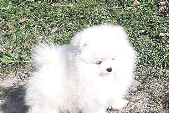 Szpic miniaturowy Pomeranian chlopak, Łódzkie, Pabianice