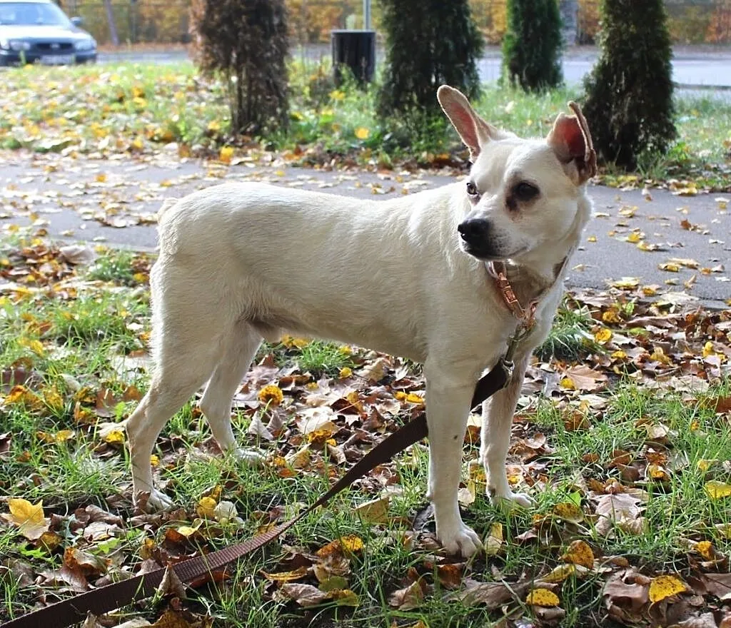 STAŚ- wpatrzony w człowieka - ten cudak czeka na Ciebie! :), Mazowieckie, Warszawa