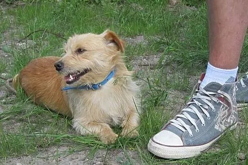 Mały Farcik do adopcji,  mazowieckie Warszawa
