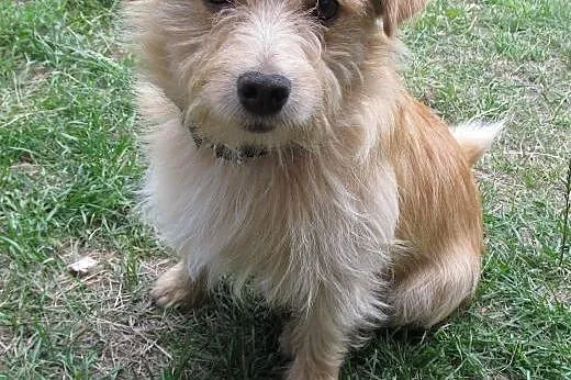 Mały Farcik do adopcji,  mazowieckie Warszawa