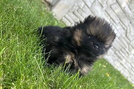 Szpic miniaturowy Boo