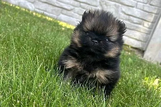 Szpic miniaturowy Boo, Śląskie, Częstochowa